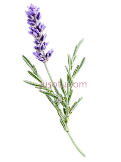 薰衣草,枝条, PNG