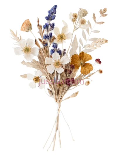 干花,自然风干,白色,黄色,橙色,蓝色, PNG