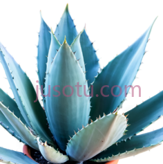 龙舌兰,花盆,植物PNG