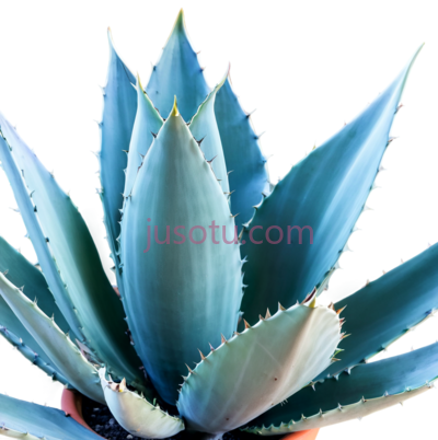 龙舌兰,花盆,植物, PNG