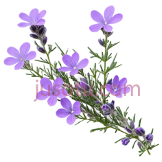 紫色薰衣草花朵PNG