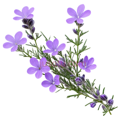 紫色薰衣草花朵, PNG