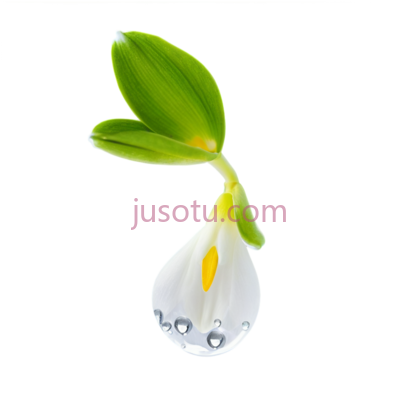 小苍兰, PNG