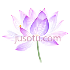 荷花,水彩画,紫色,流线PNG