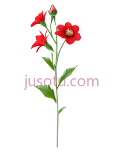 红花,花朵PNG
