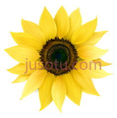 向日葵花瓣PNG