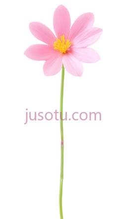 春天,花朵PNG