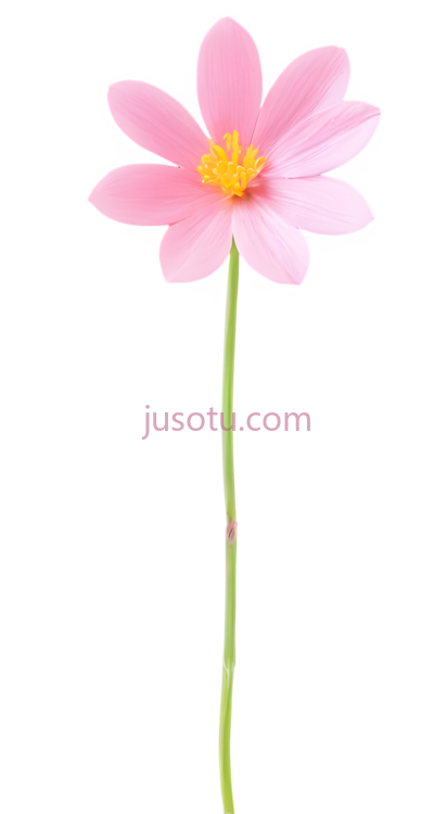 春天,花朵, PNG