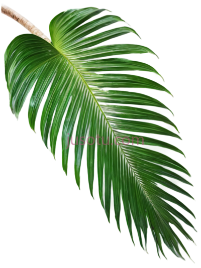 热带棕榈叶,单叶, PNG