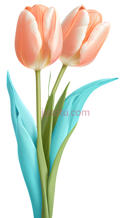 郁金香,插画,粉色, PNG