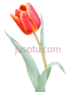红郁金香,花瓣PNG