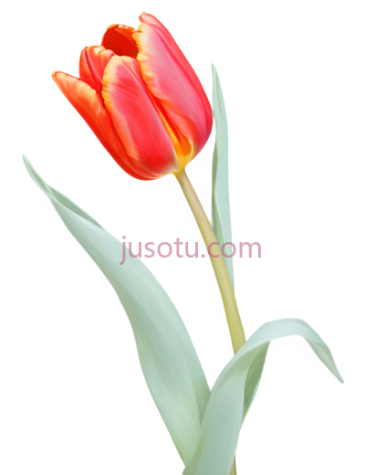 红郁金香,花瓣, PNG