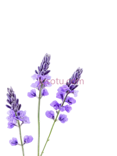 薰衣草,插画,紫色, PNG