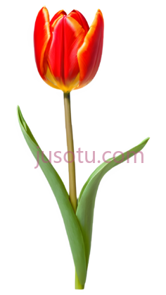 红色郁金香,盛开PNG