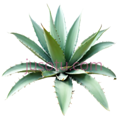 龙舌兰,植物,绿色PNG