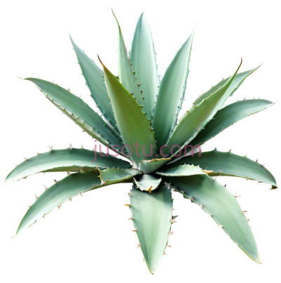 龙舌兰,植物,绿色, PNG