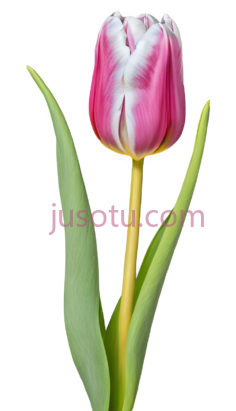郁金香花蕾PNG