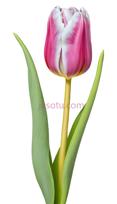 郁金香花蕾, PNG