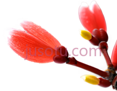 樱花,花蕊PNG