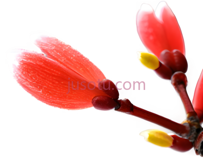 樱花,花蕊, PNG