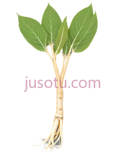 人参根PNG