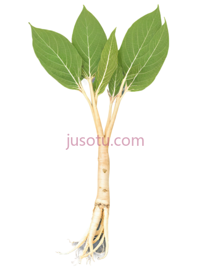 人参根, PNG