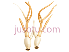 光滑,人参PNG