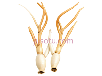 光滑,人参, PNG