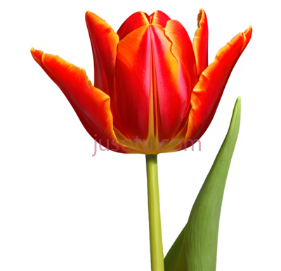红郁金香,花瓣, PNG