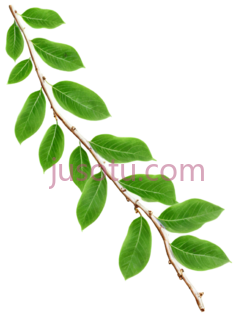 树枝,叶子PNG