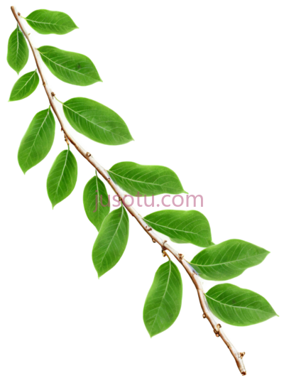 树枝,叶子, PNG