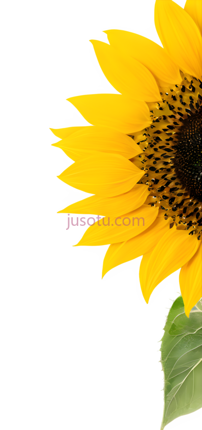 向日葵花瓣, PNG