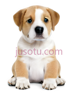 小狗,可爱,棕色,白色PNG