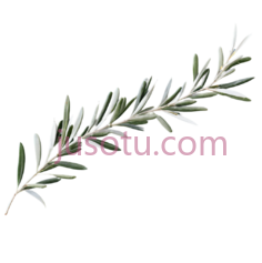 橄榄枝, PNG