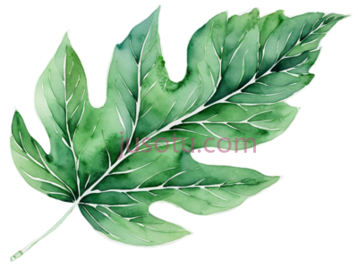 叶子, PNG
