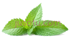 薄荷叶PNG