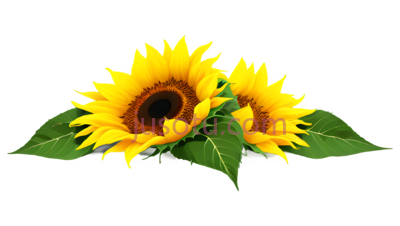 向日葵花瓣, PNG