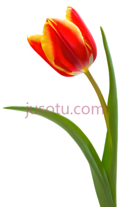 红色郁金香,盛开PNG