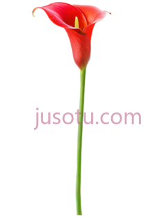红马蹄莲,花 PNG