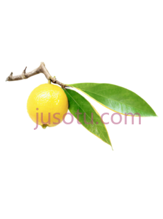 柚子,水果PNG