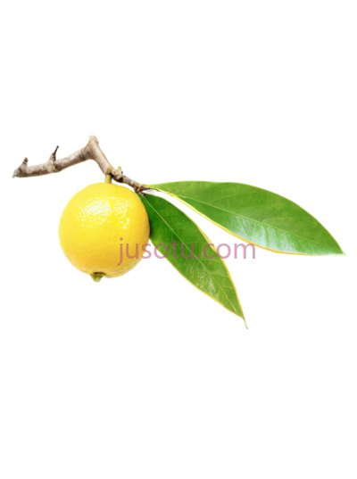 柚子,水果, PNG