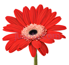 红色,菊花,花瓣, PNG