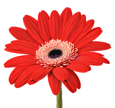 红色,菊花,花瓣, PNG