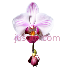 兰花,自然,白色,粉色PNG