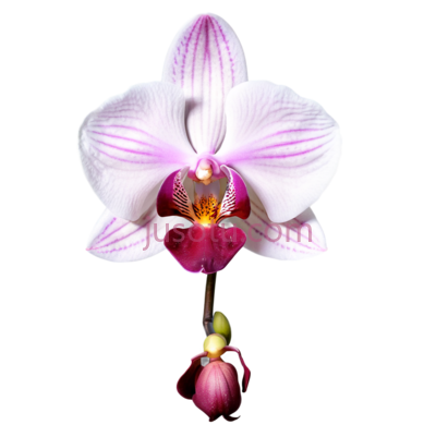 兰花,自然,白色,粉色, PNG