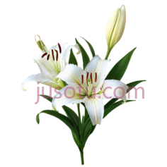 百合花,插画,白色PNG