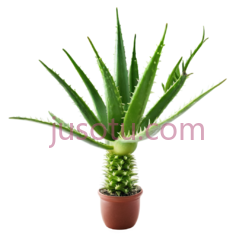 仙人掌,盆栽植物,绿色PNG