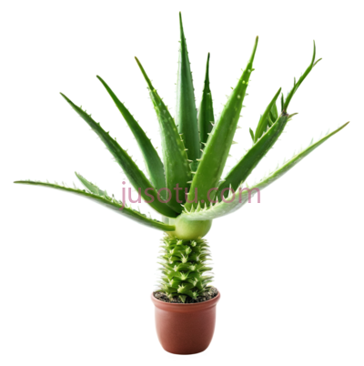 仙人掌,盆栽植物,绿色, PNG