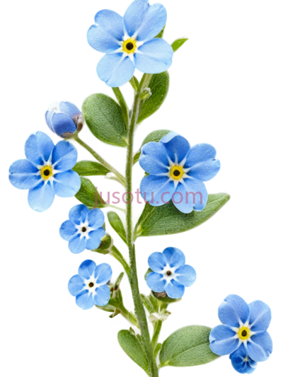 勿忘草,蓝色, PNG