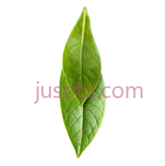 绿茶叶子, PNG
